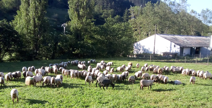 Quesos Azurmendi Gaztak